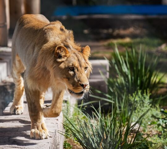 ZOOLOGICO SAHUATOBA DURANGO ZOOLOGICO SAHUATOBA DURANGO